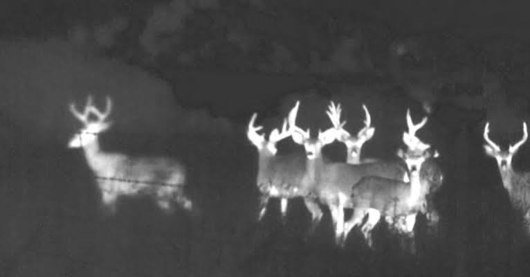 detect deer antlers using thermal imaging